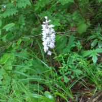 Blumenfoto von der Wallfahrt Blumenfoto von der Wallfahrt