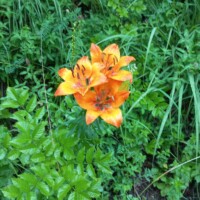 Blumenfoto von der Wallfahrt Blumenfoto von der Wallfahrt