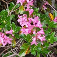 Blumenfoto von der Wallfahrt Blumenfoto von der Wallfahrt