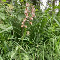 Blumenfoto von der Wallfahrt Blumenfoto von der Wallfahrt