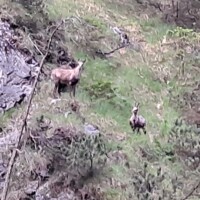 Rehe im Wald entlang der Pilgerroute nach Mariazell