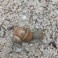 Weinbergschnecke am Weg nach Mariazell