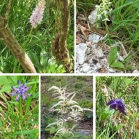 Blumen und Kräuter am Wegesrand nach Mariazell